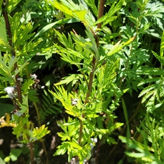 Artemisia vulgaris