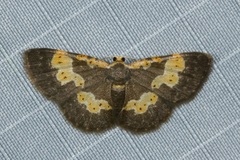 Peratophyga flavomaculata