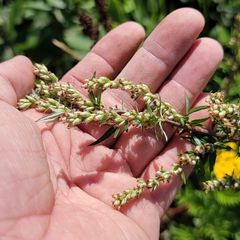 Artemisia vulgaris