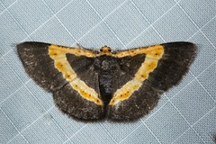 Peratophyga trigonata