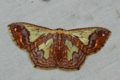 Peratophyga xanthyala