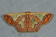 Peratophyga xanthyala