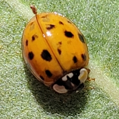 Harmonia axyridis