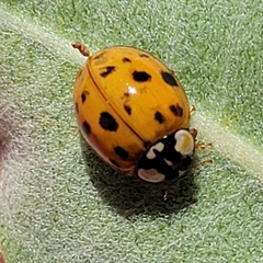 Harmonia axyridis