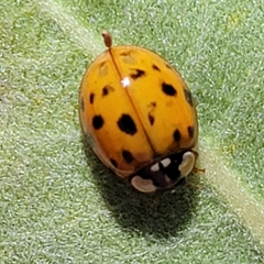 Harmonia axyridis