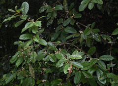 Symplocos paucistaminea