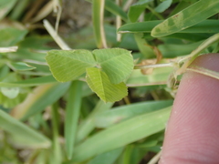 Medicago lupulina