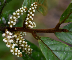 Symplocos paucistaminea