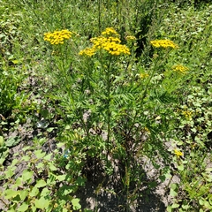 Tanacetum vulgare