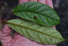 Symplocos paucistaminea