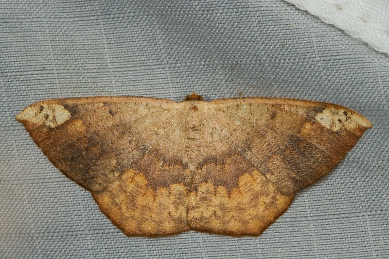 Peratostega