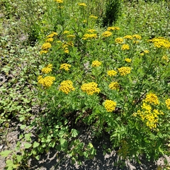 Tanacetum vulgare