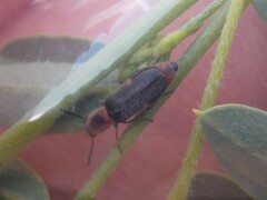 Monophylla terminata