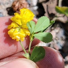 Trifolium campestre