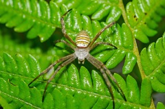 Argiope magnifica
