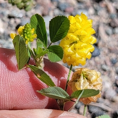 Trifolium campestre