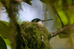 Lampornis viridipallens