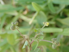 Medicago lupulina