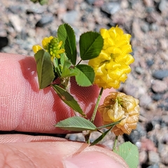 Trifolium campestre