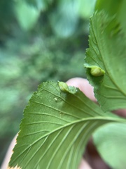 Blaesodiplosis venae