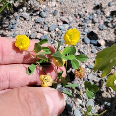 Trifolium campestre