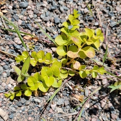 Lysimachia nummularia