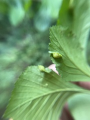 Blaesodiplosis venae