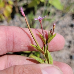 Epilobium ciliatum