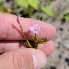 Epilobium ciliatum