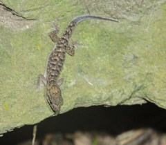 Nactus cheverti