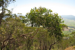 Eucalyptus tindaliae