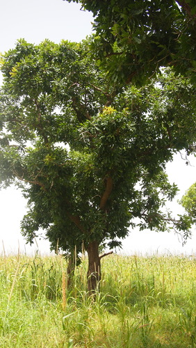 Shea Tree