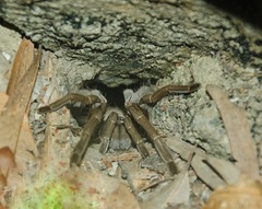Selenocosmia