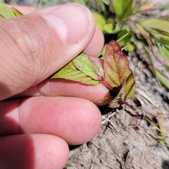 Epilobium ciliatum