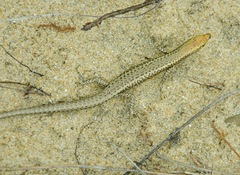Cryptoblepharus litoralis