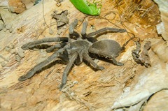 Selenocosmia
