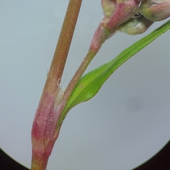 Persicaria maculosa