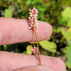 Persicaria maculosa