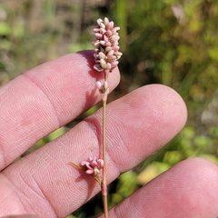Persicaria maculosa