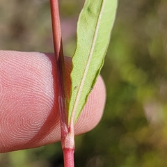 Persicaria maculosa
