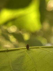 Caryomyia urnula
