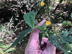 Abutilon oxycarpum
