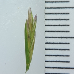 Lolium perenne
