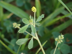 Medicago lupulina
