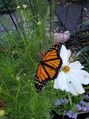 Danaus plexippus