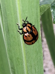 Ogdoecosta biannularis