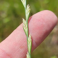 Lolium perenne