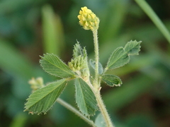 Medicago lupulina
