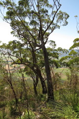 Eucalyptus tindaliae