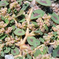 Euphorbia maculata